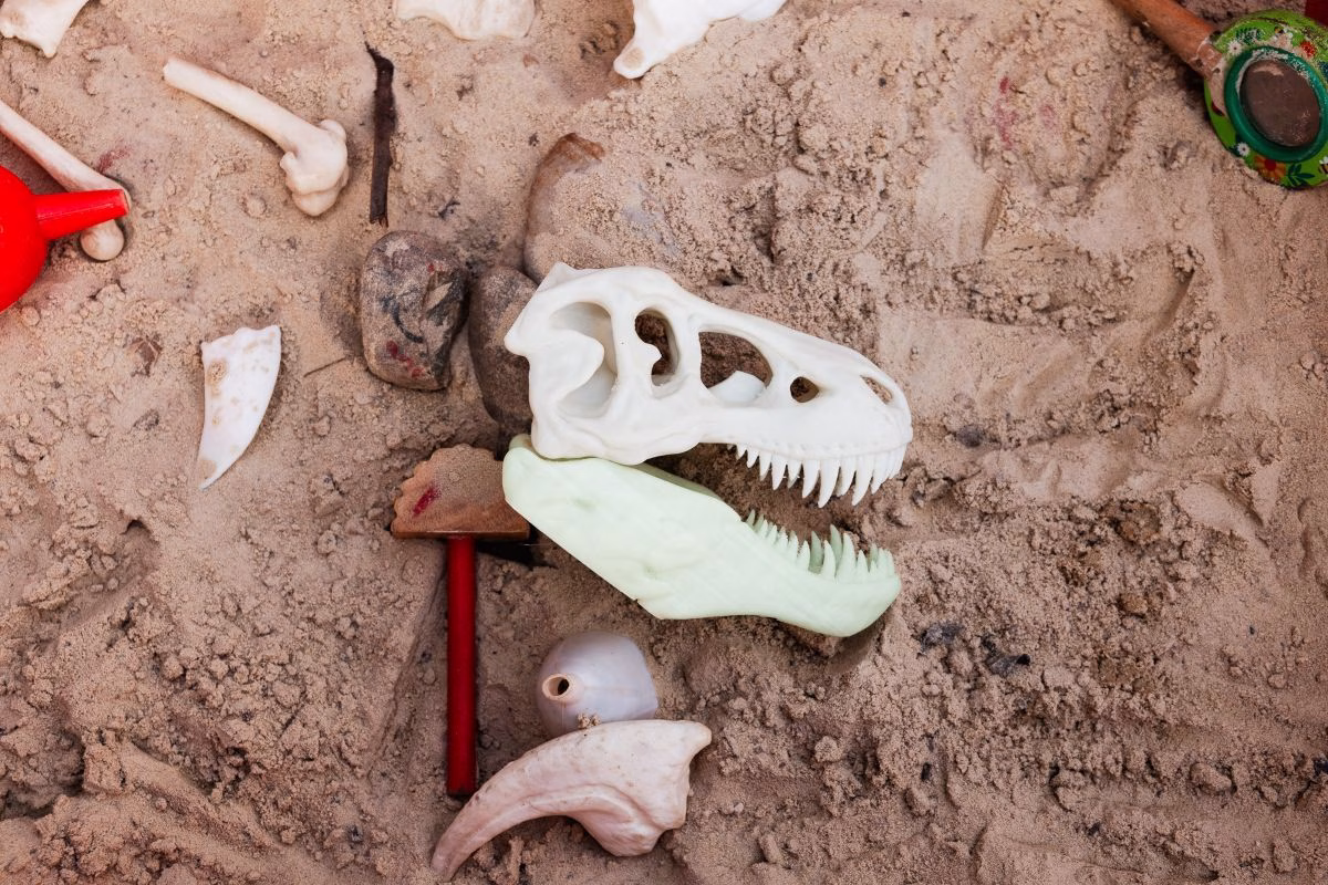 dinosaur-head-fossil-in-the-sandpit.avif